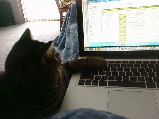 Tiger reading his email