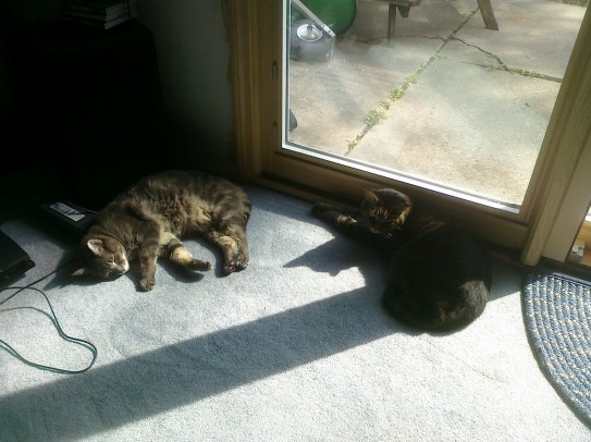 two kitties