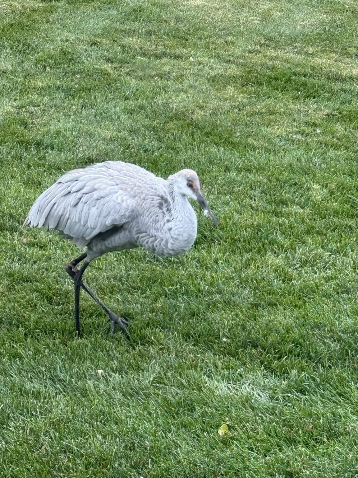 This Week's Random Thoughts | Jill Eileen Smith